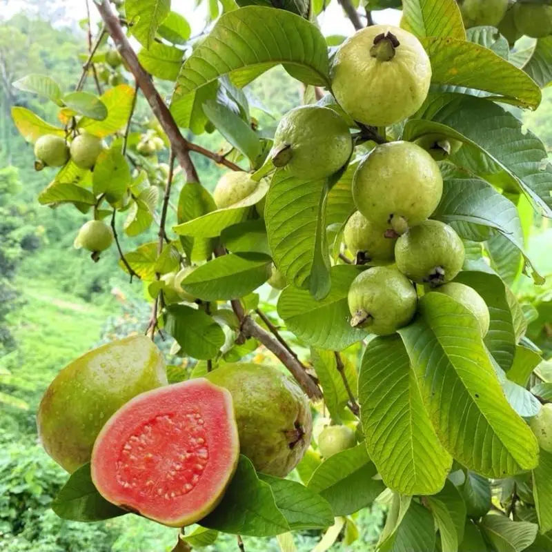 Guava Seeds, suitable for potted plants, greenhouses and outdoor gardens, easy-to-cultivate fruit tree seeds