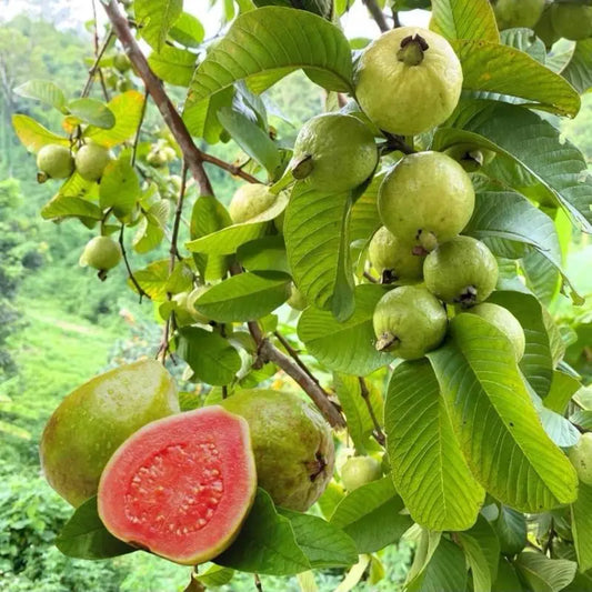 Guava Seeds, suitable for potted plants, greenhouses and outdoor gardens, easy-to-cultivate fruit tree seeds
