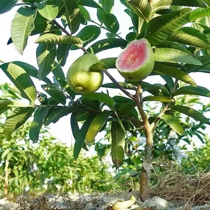 Guava Seeds, suitable for potted plants, greenhouses and outdoor gardens, easy-to-cultivate fruit tree seeds