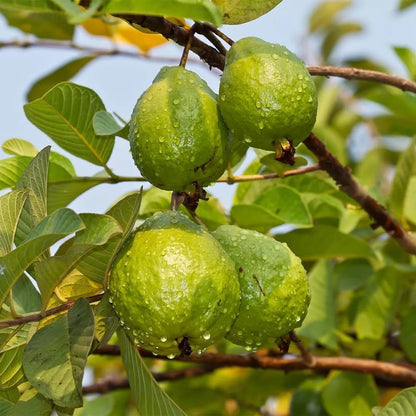 Guava Seeds, suitable for potted plants, greenhouses and outdoor gardens, easy-to-cultivate fruit tree seeds