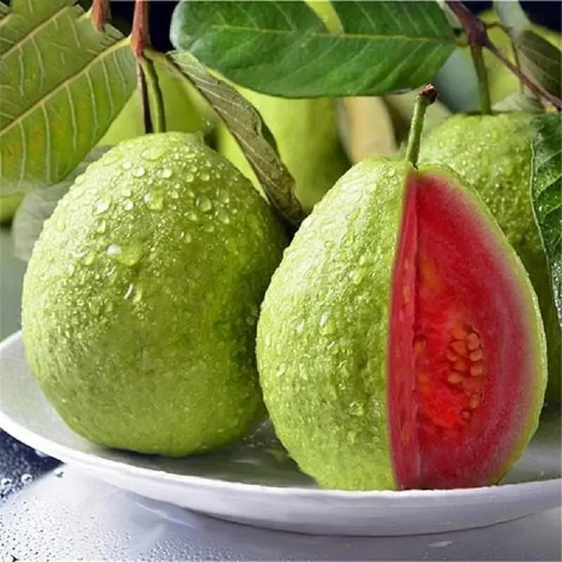 Guava Seeds, suitable for potted plants, greenhouses and outdoor gardens, easy-to-cultivate fruit tree seeds