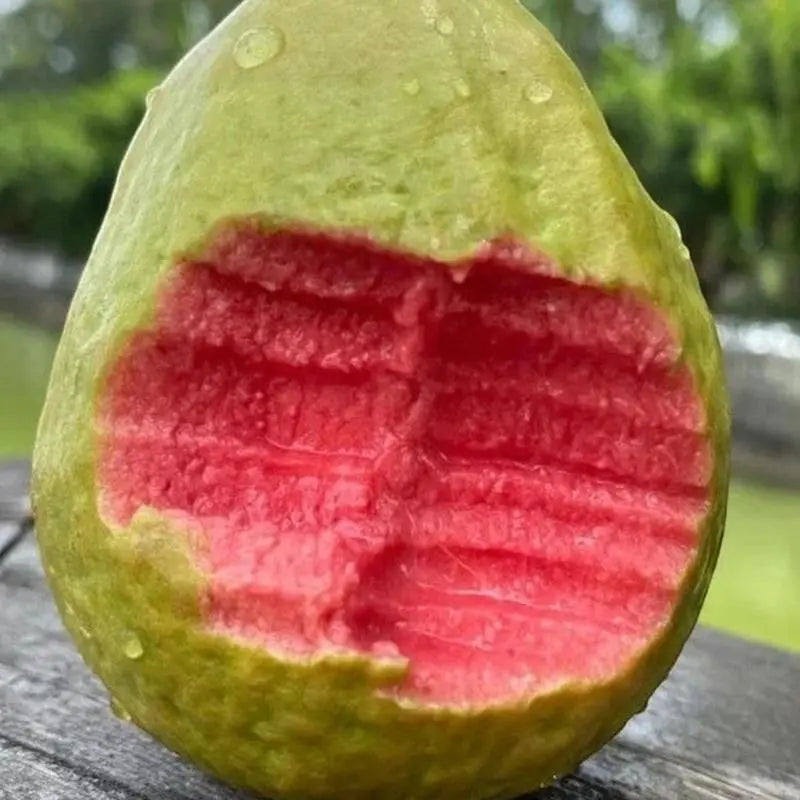 Guava Seeds, suitable for potted plants, greenhouses and outdoor gardens, easy-to-cultivate fruit tree seeds
